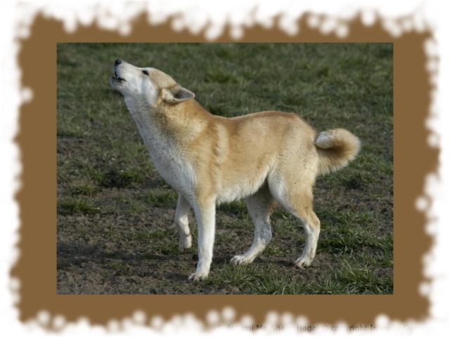 Chien de Canaan - Canaan Club de France